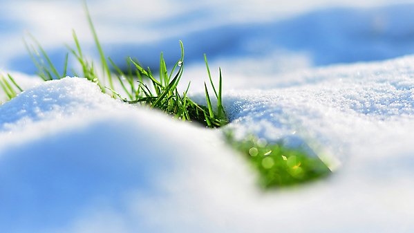 Зеленая трава и снег