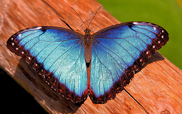 Синяя бабочка на дереве