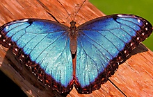 Синяя бабочка на дереве